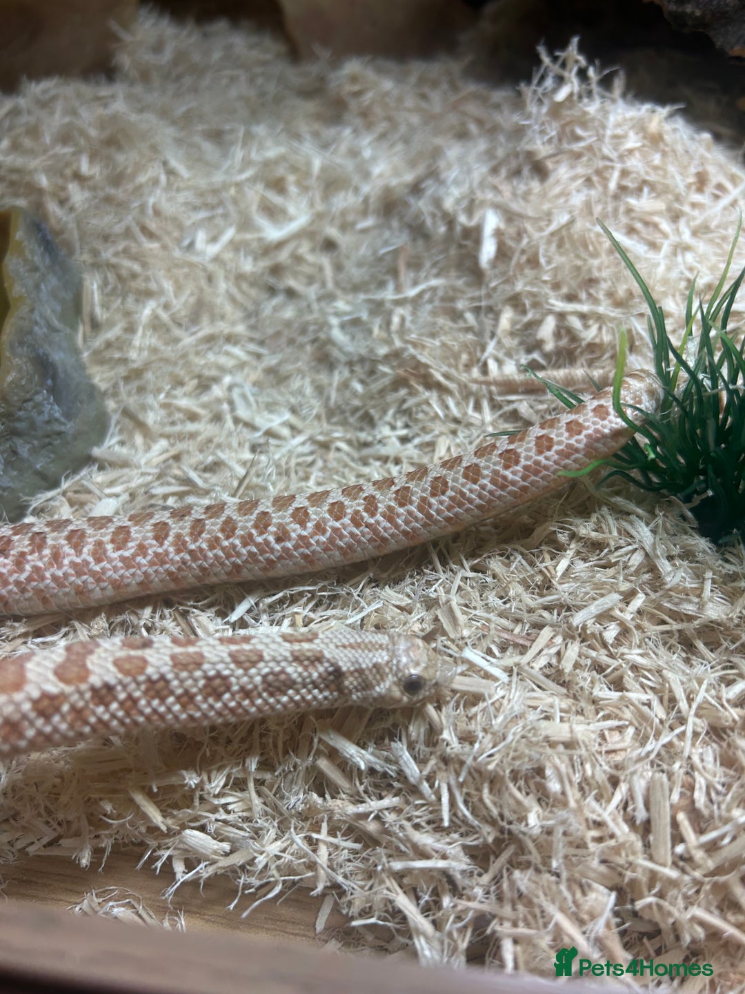 Snake reptiles for sale: Hognose snake - Image 2