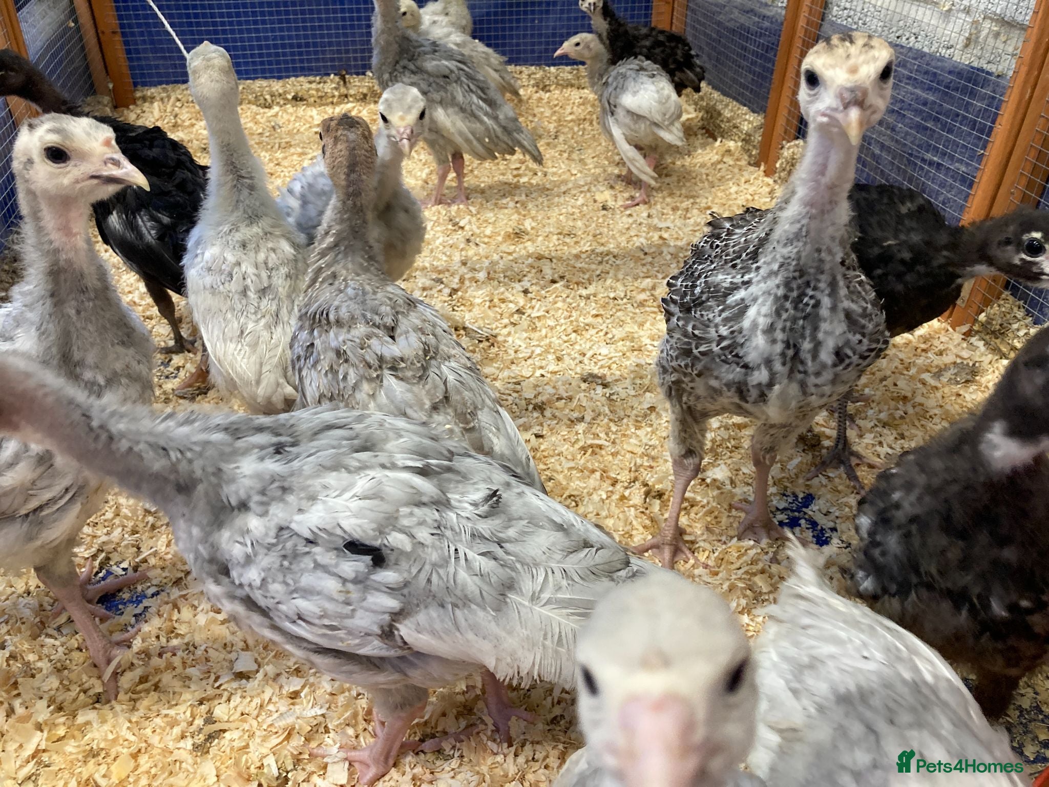 Turkeys poultry 20 x Rare breed Lavender / Lilac turkey poults  - Advert 1