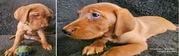 Labrador Retriever dogs for sale: Stunning Red Fox Labs-Health checked, KC Reg, FTCH - Advert 5