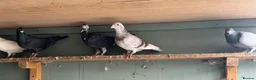 Pigeons birds for sale: Pigeons  - Advert 6