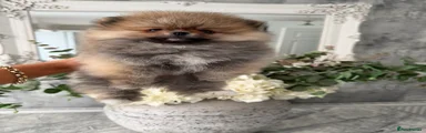 Pomeranian Puppy 1- SOLD