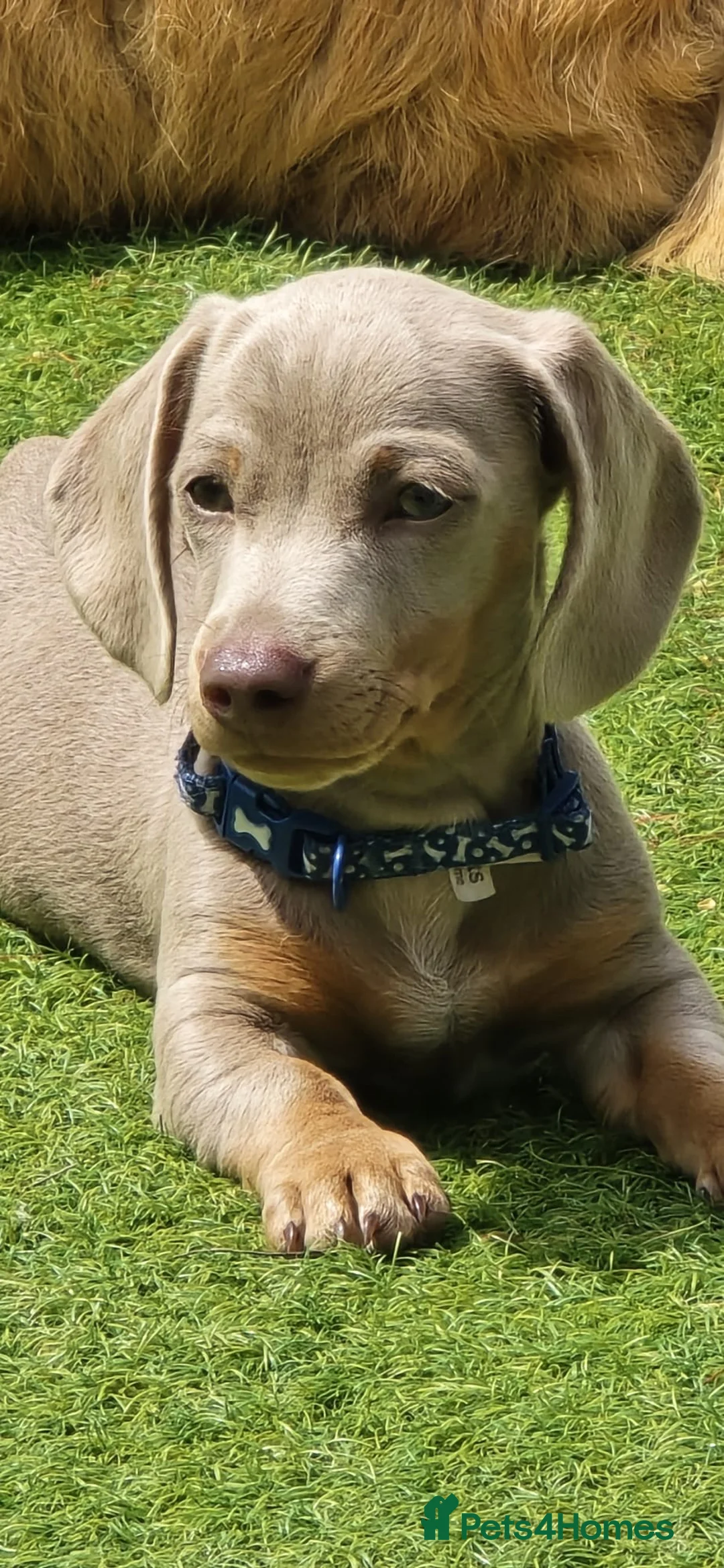 Miniature Dachshund dogs for sale: Beautiful Isabella and tan boy  - Advert 2