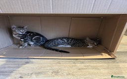 Bengal cats for sale: Bengal X kittens - Image 6