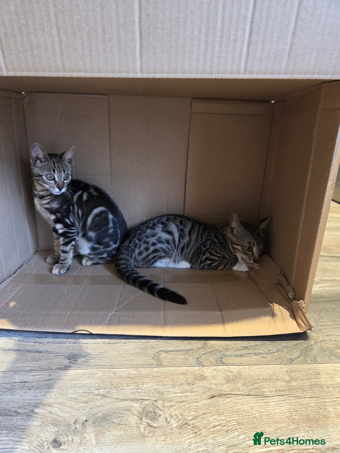 Bengal cats for sale: Bengal X kittens - Image 6