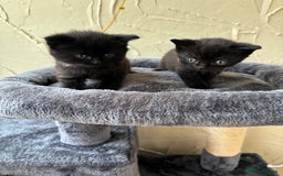 British Shorthair cats for sale: British short hair x - Image 3