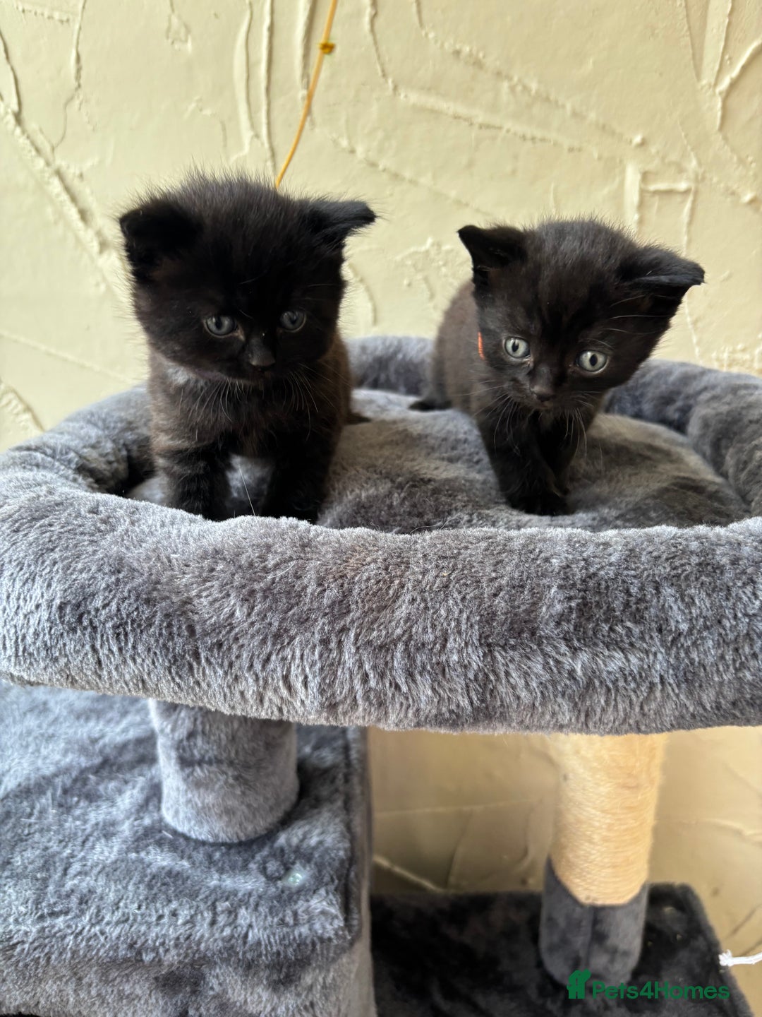 British Shorthair cats for sale: British short hair x - Image 3