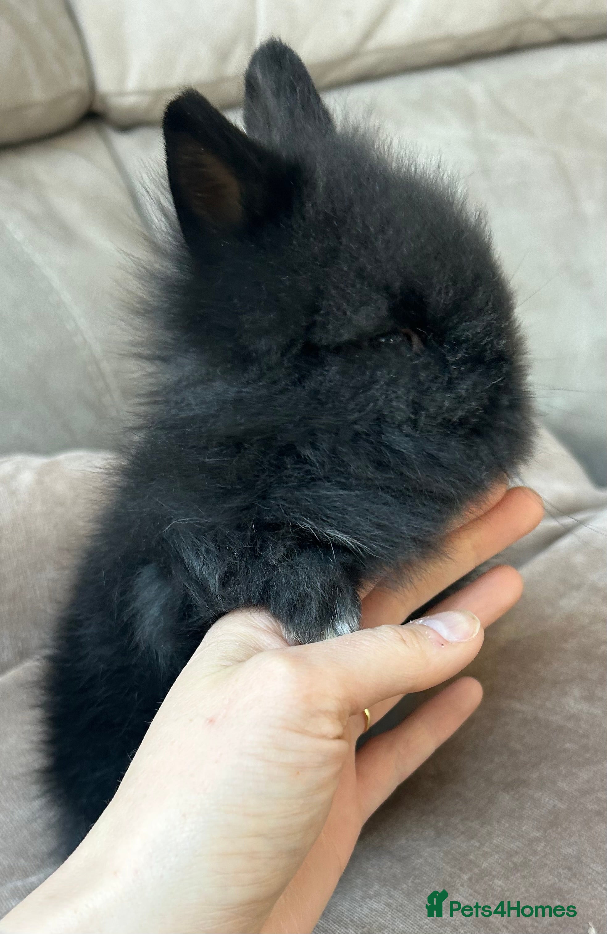 Lionhead rabbits *REDUCED -last boy* Double-maned Lionhead Bunnies  - Advert 3