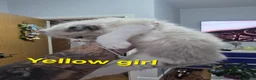 Mixed Breed cats for sale: Beauty fluffy litter ragdoll-ragcoon mix - Advert 15