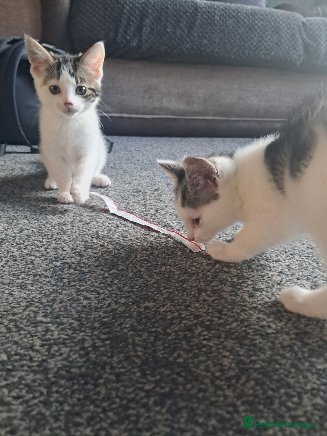 Mixed Breed cats for sale: 2 adorable kittens  - Image 1