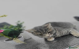 Russian Blue cats for sale:  Gorgeous 5-months old kitten Russain blue x tabby - Image 3
