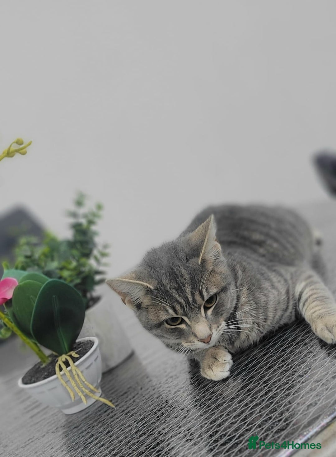Russian Blue cats for sale:  Gorgeous 5-months old kitten Russain blue x tabby - Image 3