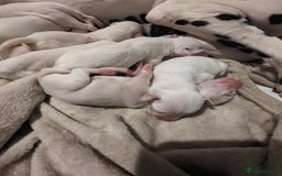 Dalmatian dogs for sale: Dalmatians for Sale - Image 5