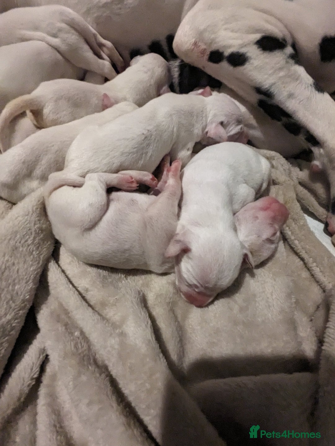Dalmatian dogs for sale: Dalmatians for Sale - Image 5