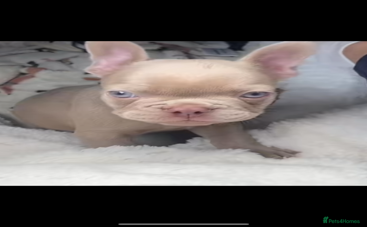 French Bulldog dogs - Advert 13