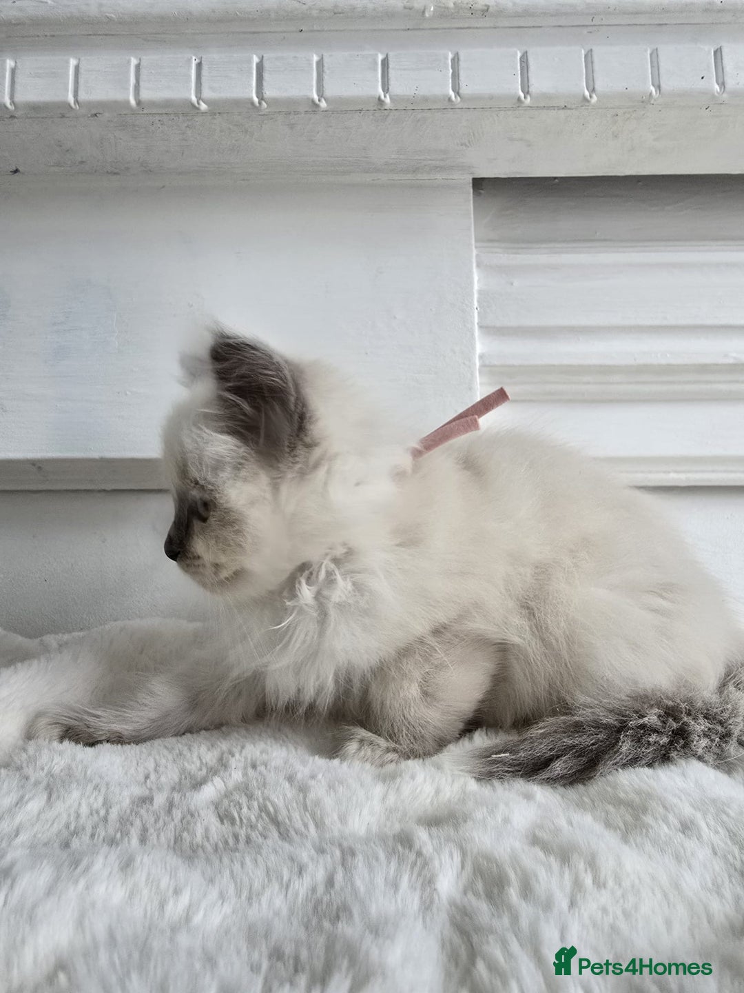 Ragdoll cats for sale: Irresistable Blue Mitted Ragdoll Kittens🙀😻🙀 - Image 22