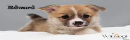 Welsh Corgi Pembroke dogs for sale: Absolutely Stunning KC WPC Puppies  - Advert 9