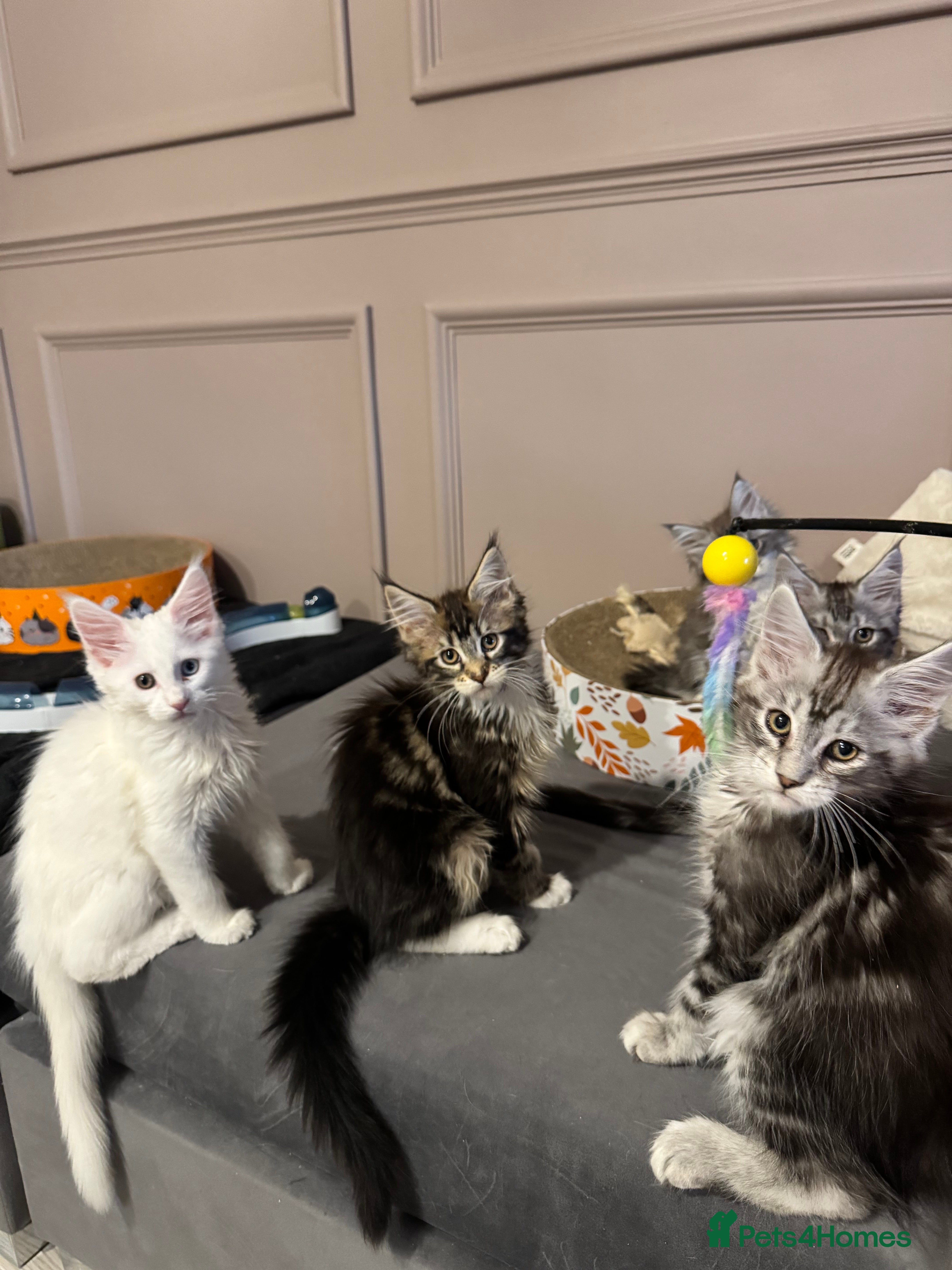 Maine Coon cats Maine Coon kittens TICA reg. 3girls available  - Advert 1
