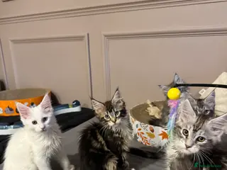 Maine Coon cats Maine Coon kittens TICA reg. 3girls available - Advert 1