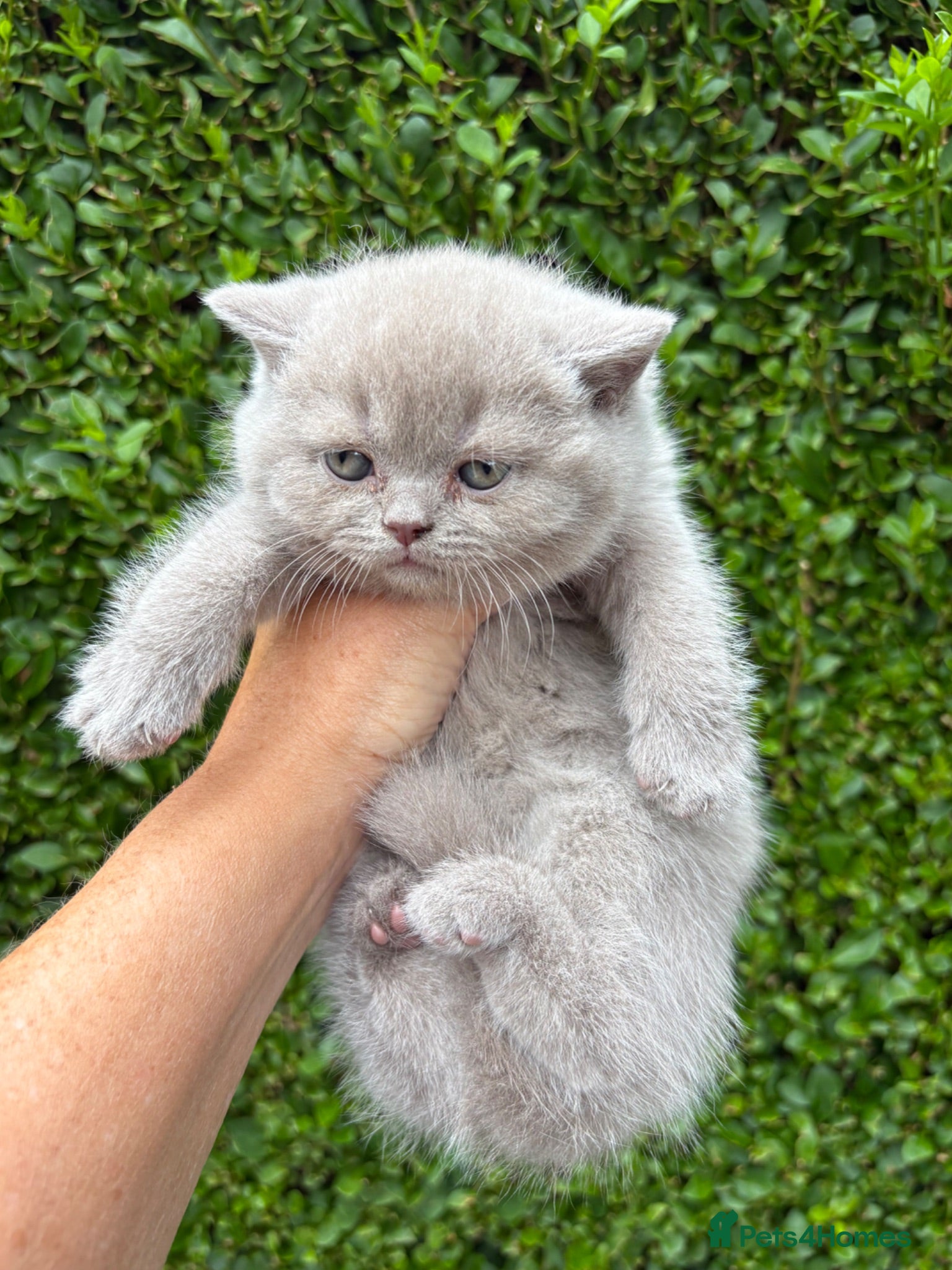 British Shorthair cats British Shorthair Kittens - GCCF - Advert 4