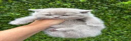 British Shorthair cats for sale: British Shorthair Kittens - GCCF - Advert 7