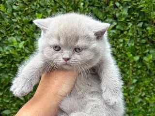 British Shorthair cats British Shorthair Kittens - GCCF - Advert 4