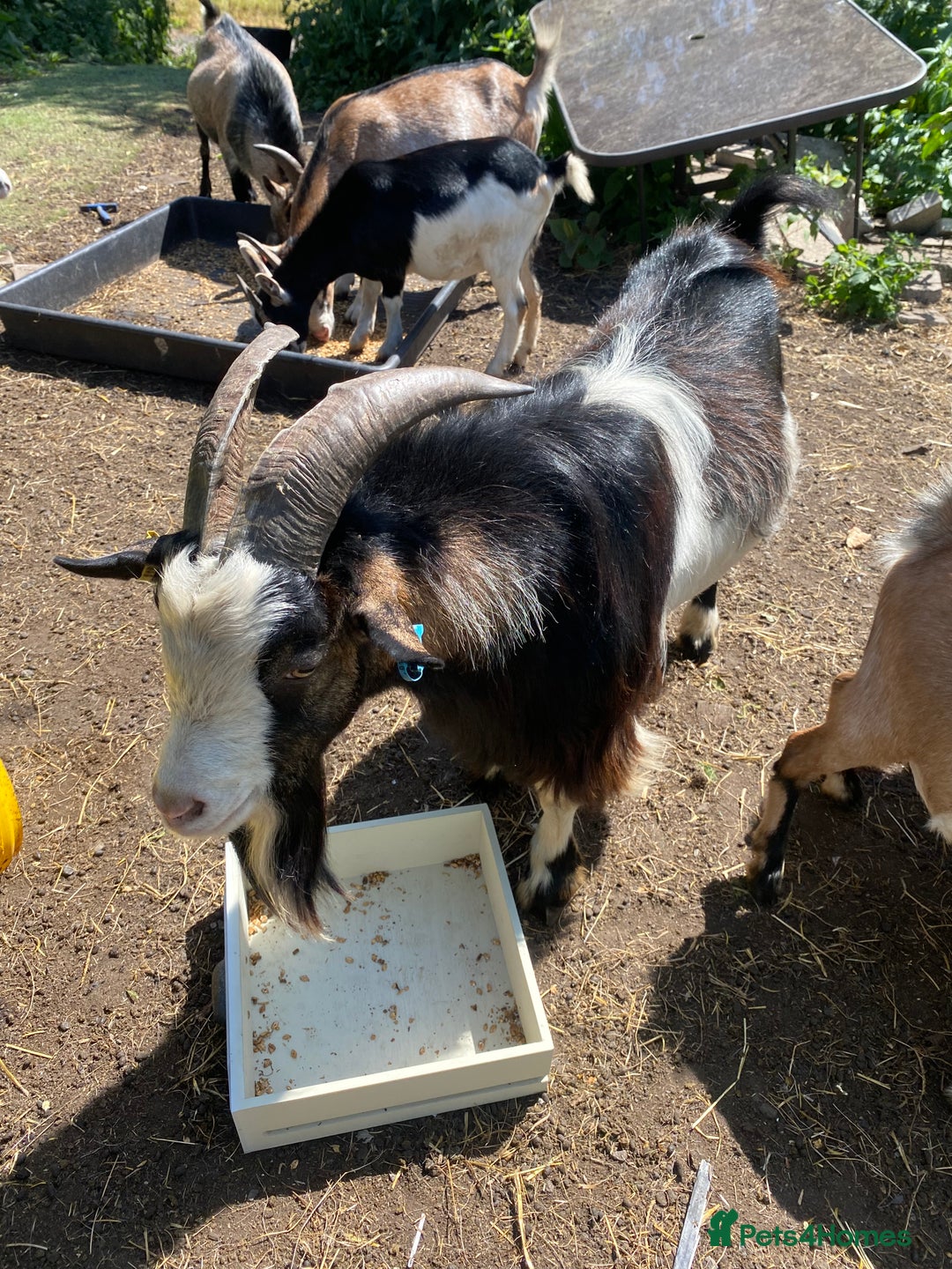 Goats livestock for sale: Beautiful Nanny Kid Pygmy Goats  - Image 6