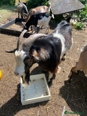 Goats livestock - Advert 16