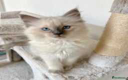 Ragdoll cats for sale: 1 Male Ragdoll Left-Ready TODAY & Vaccinated  - Image 2