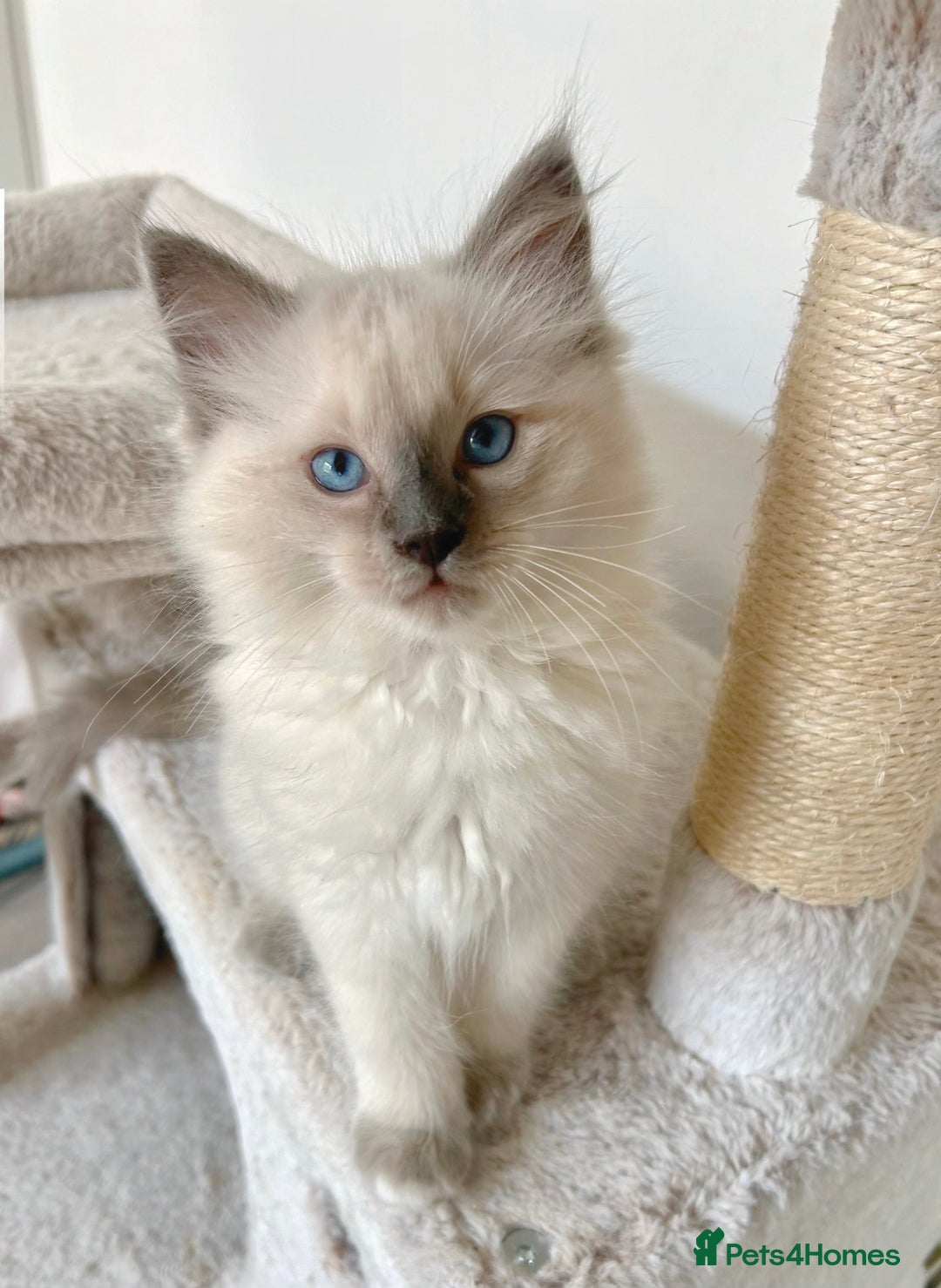 Ragdoll cats for sale: 1 Male Ragdoll Left-Ready TODAY & Vaccinated  - Image 2