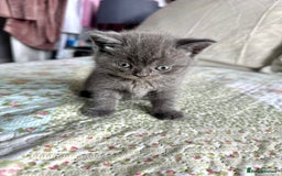 British Shorthair cats for sale: British short hair  - Image 9