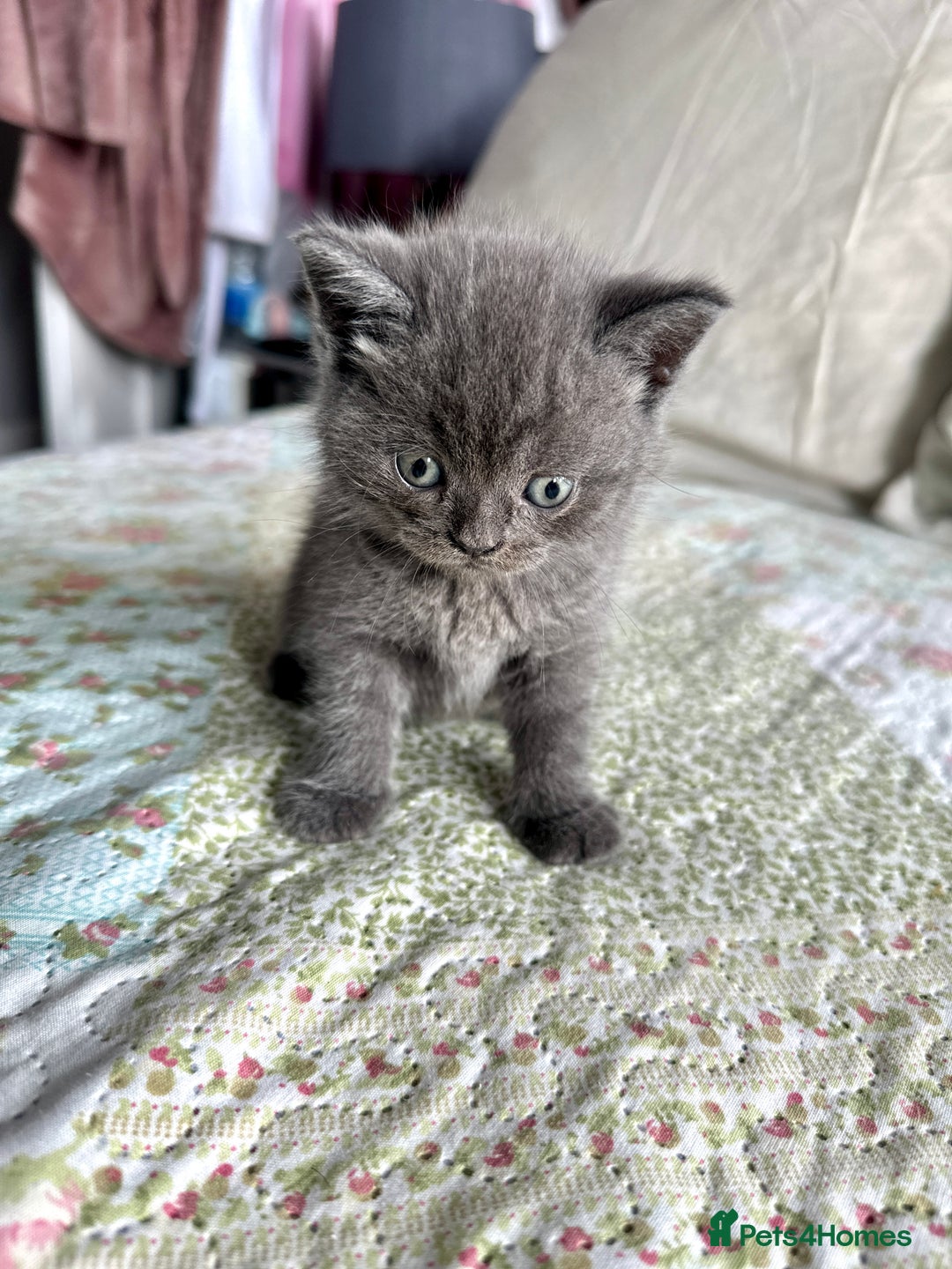 British Shorthair cats for sale: British short hair  - Image 9