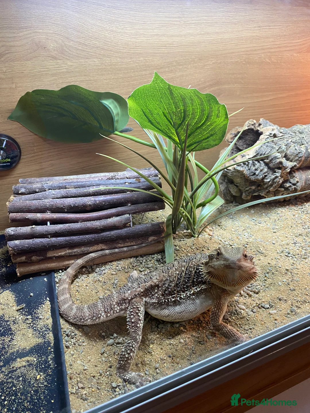 Dragon reptiles for sale: Beautiful 7-Month Bearded Dragon & Complete Setup - Advert 4