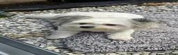 Maltipom dogs for sale: New Home Needed 2.5yr old Maltipom  in St. Neots - Advert 6