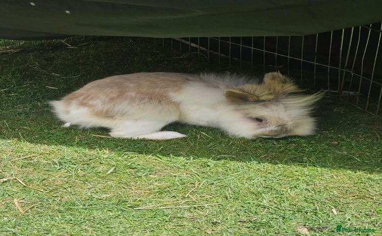Lionhead rabbits - Advert 3