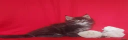 Maine Coon cats for sale: GCCF REGISTERED MAINE COON KITTENS FOR SALE  - Advert 20