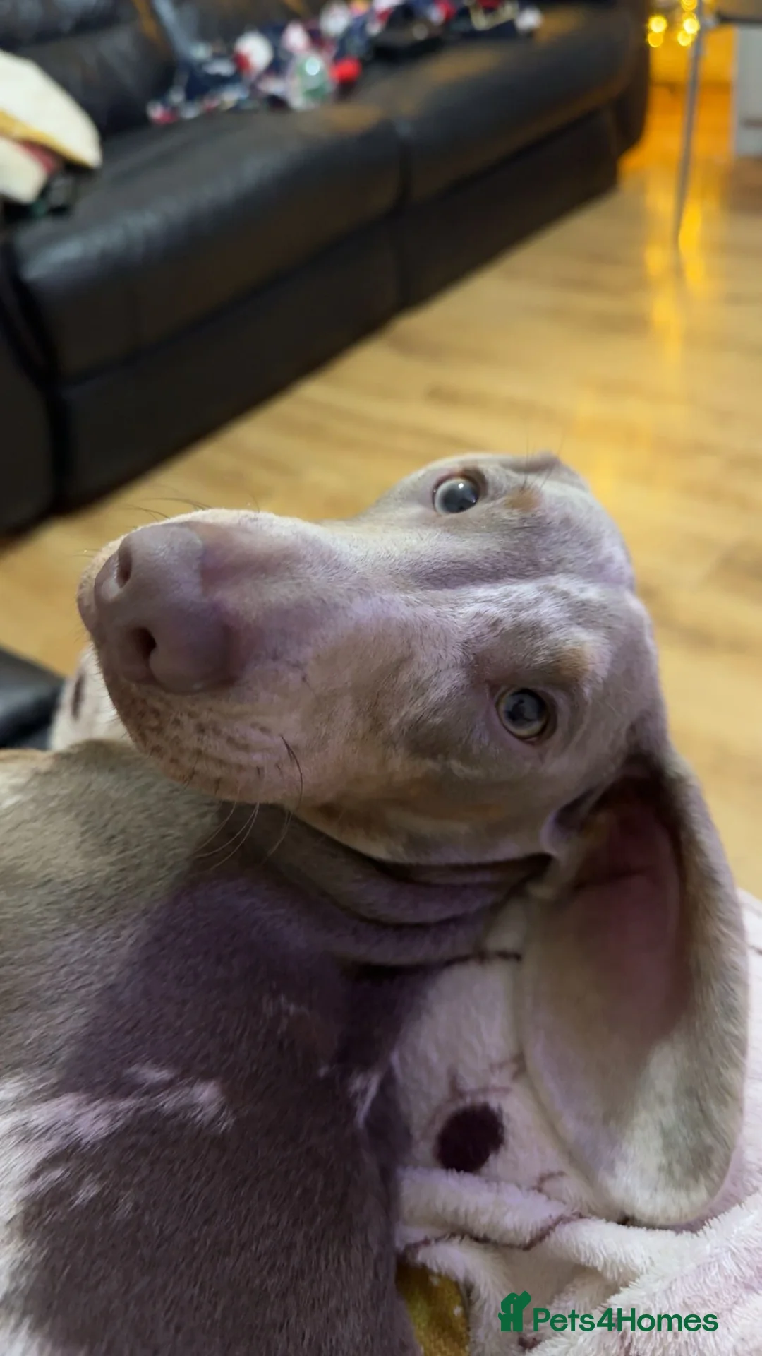 Dachshund dogs for sale: Male dachshund  in Northwich - Advert 2