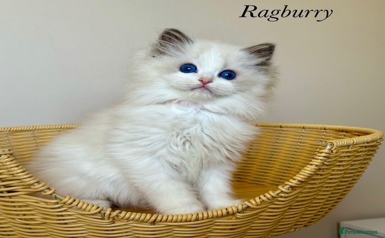 Ragdoll cats - Advert 7