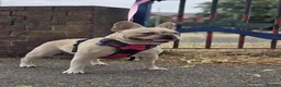 French Bulldog dogs for sale: 🧸STUNNING FRENCH BULLDOG PUPPIES🧸🤎 - Advert 13