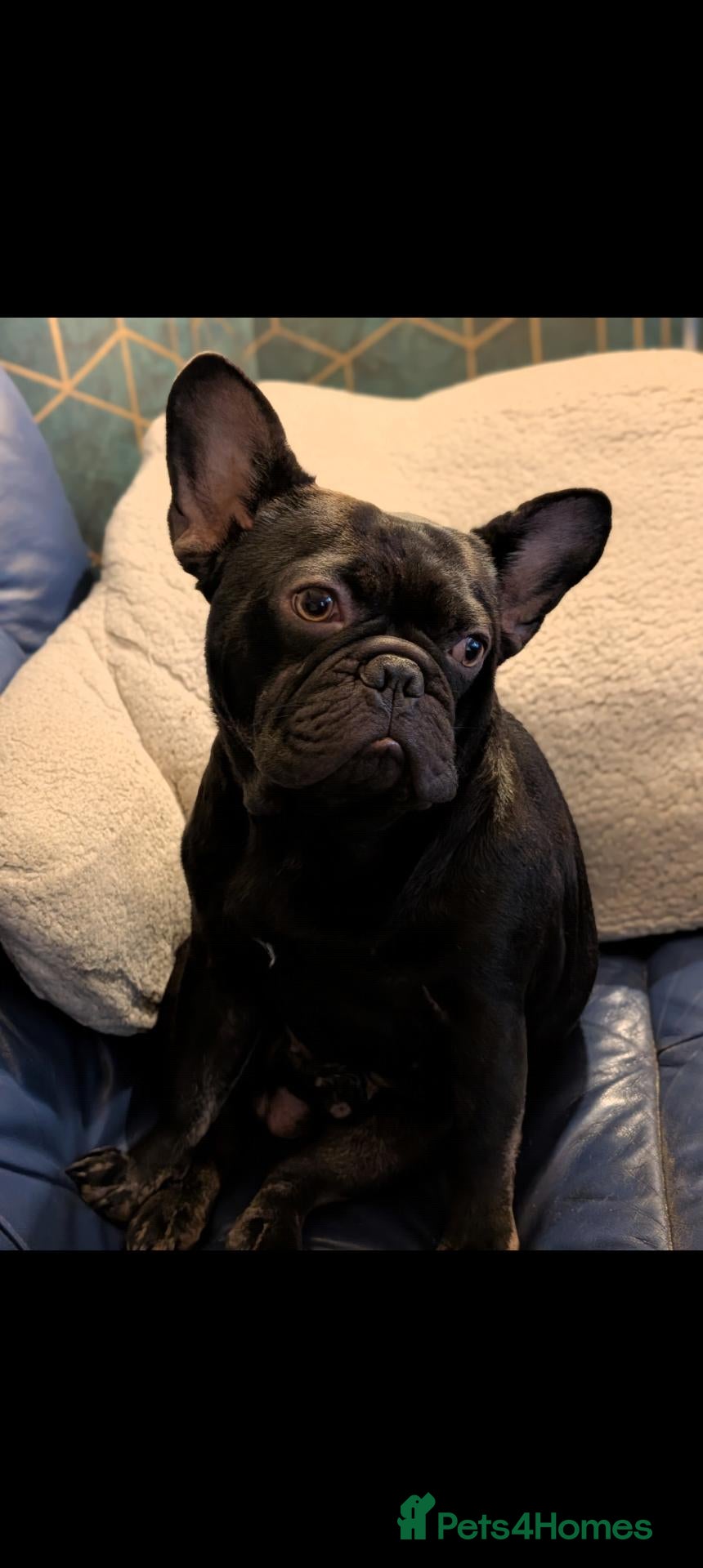 French Bulldog dogs 3 year old male French Bulldog  - Advert 2