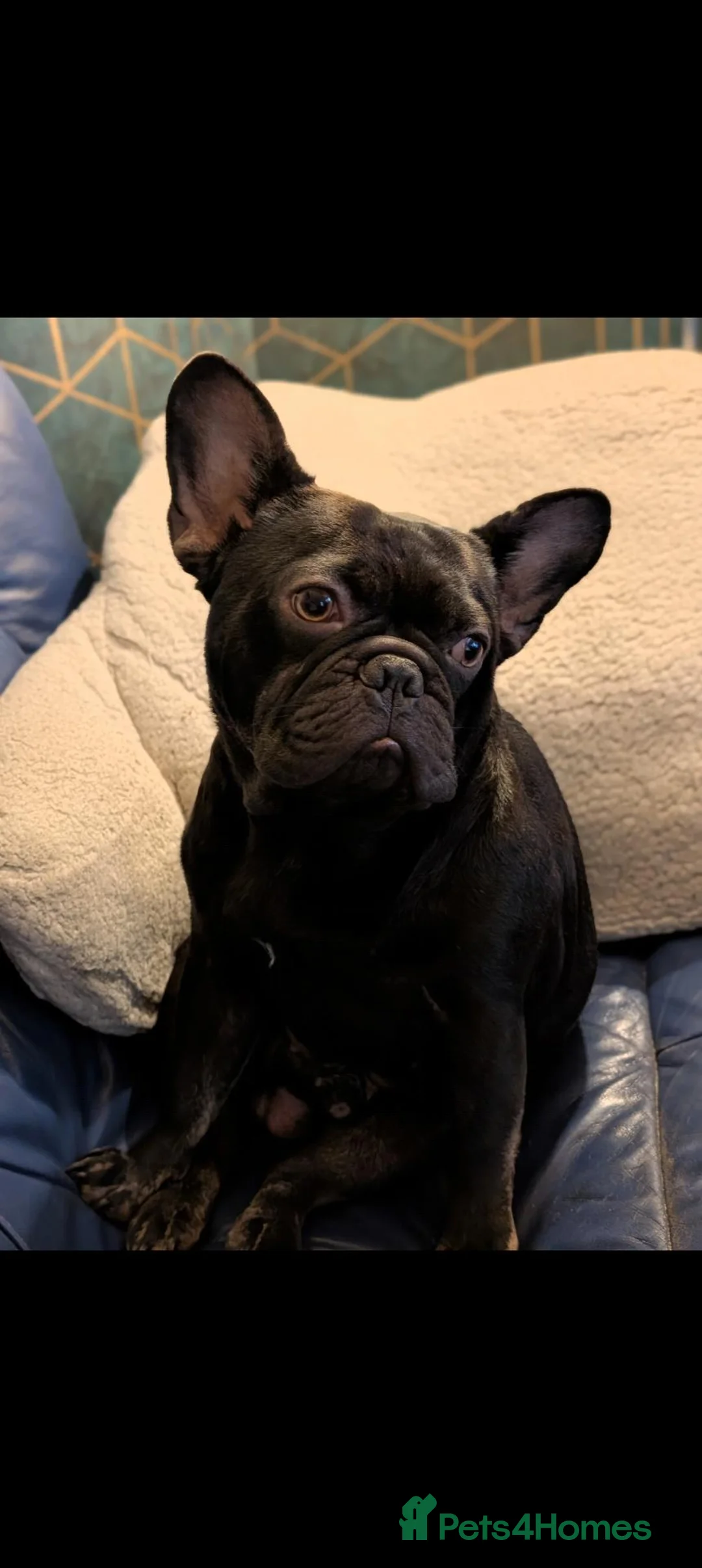 French Bulldog dogs for sale: 3 year old male French Bulldog  - Advert 1