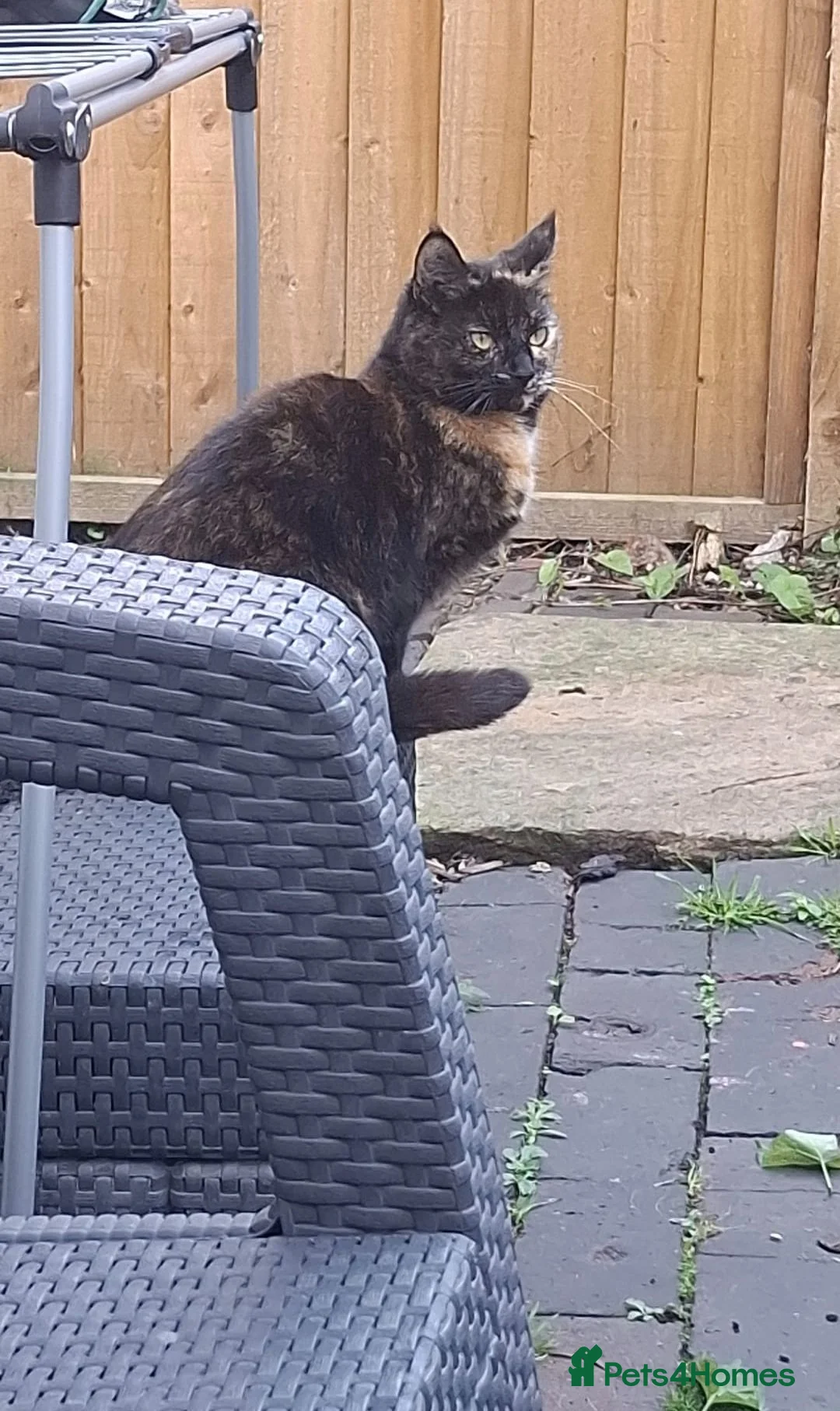 Mixed Breed cats for sale: Molly  - Advert 6