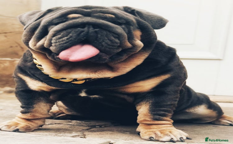 English Bulldog dogs - Advert 12