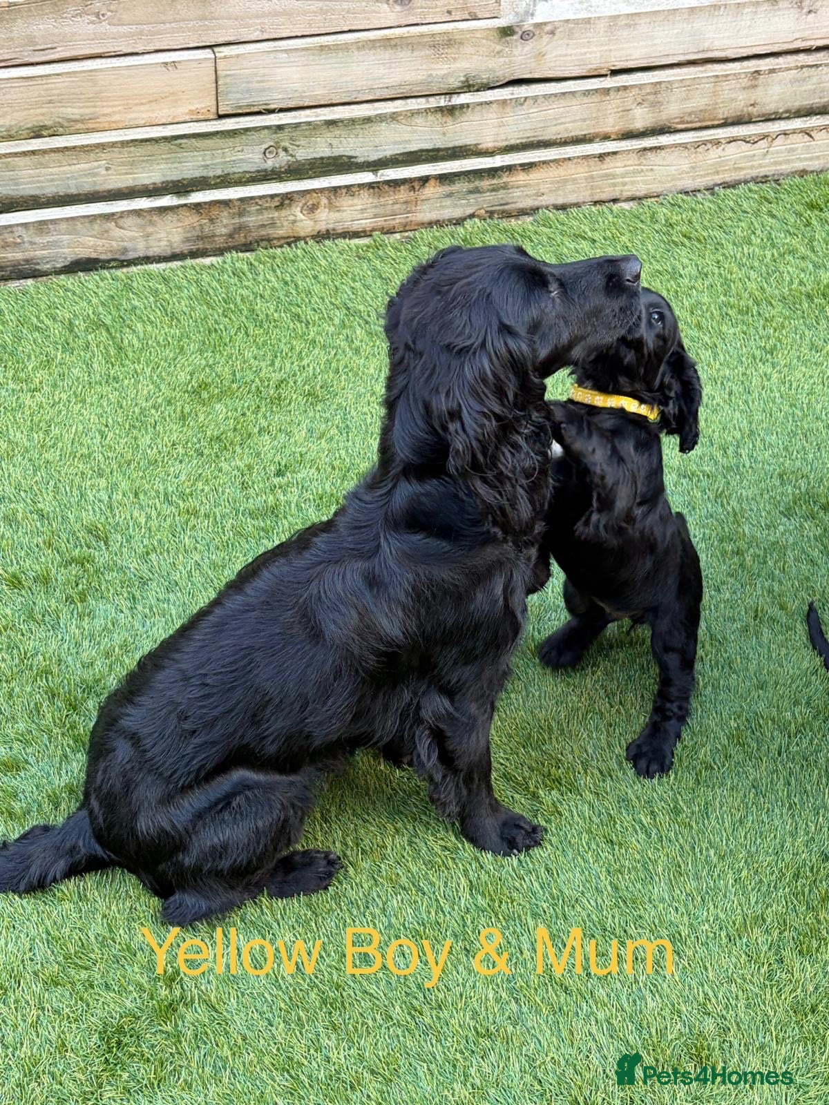 Cocker Spaniel dogs Working KC Registered Cocker Spaniel Pups. - Advert 2