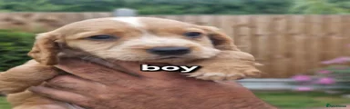 Cocker Spaniel 3