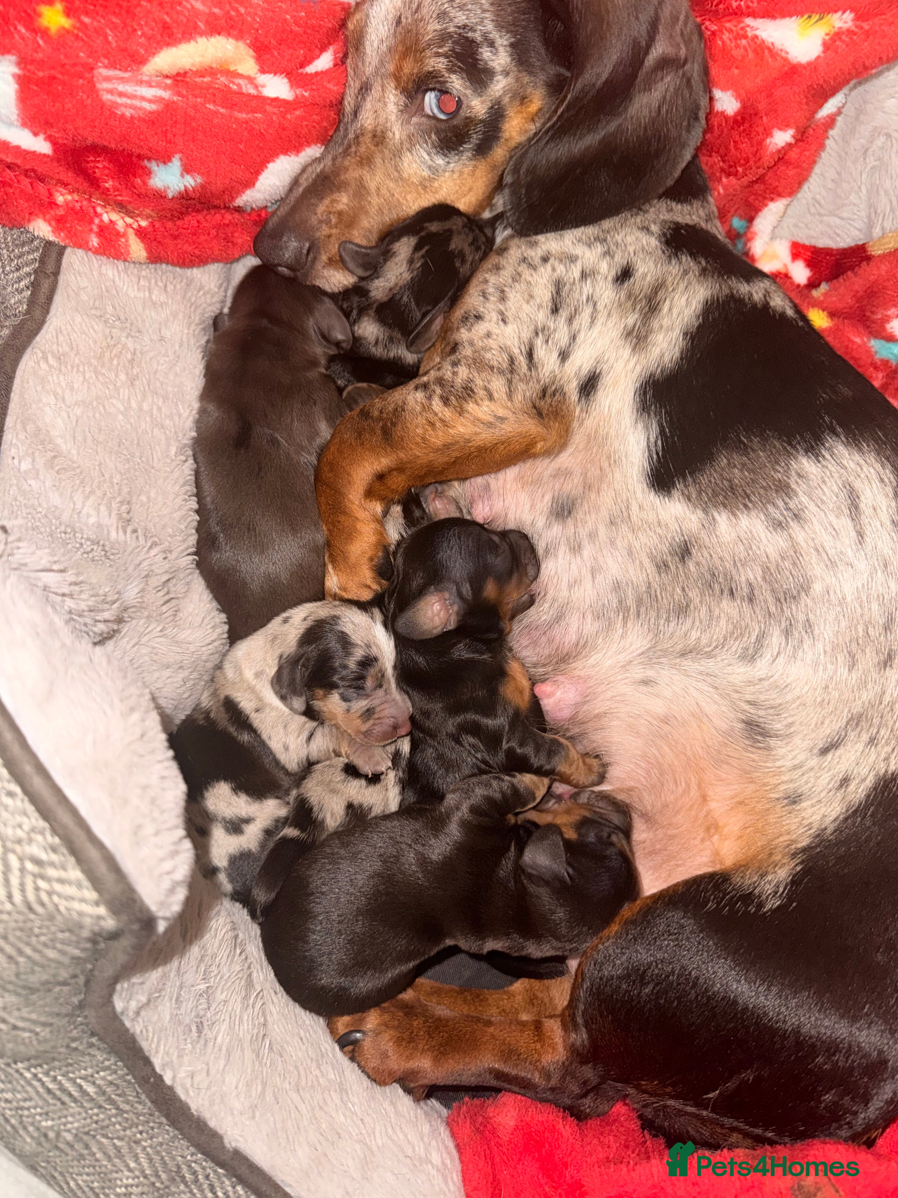 Dachshund dogs Long haired dachshund - Advert 2