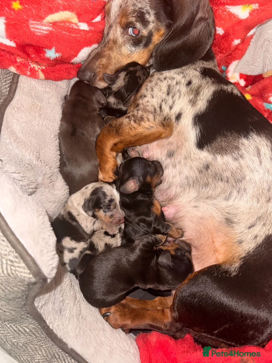 Dachshund dogs for sale: Long haired dachshund - Advert 1