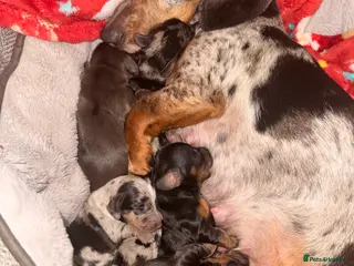 Dachshund dogs Long haired dachshund - Advert 2