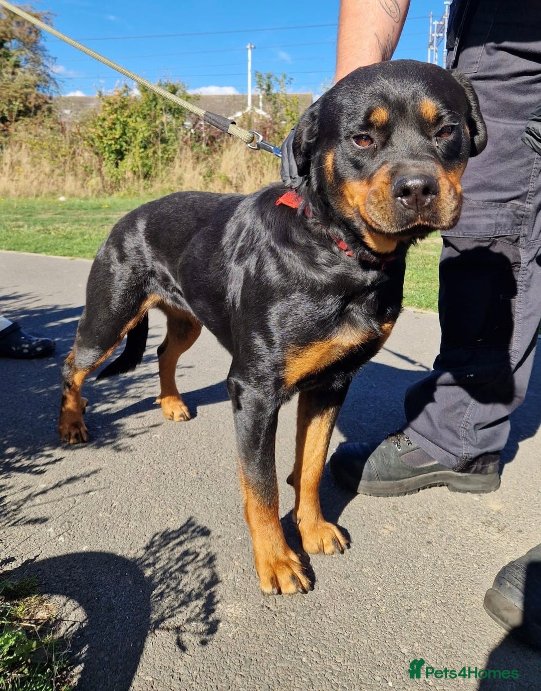 Rottweiler dogs for sale:  Female rottie 2 yr old open to sensible offers   - Image 4