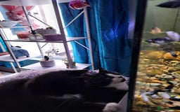 Mixed Breed cats for sale: 3 Beautiful kittens for sale  - Image 6