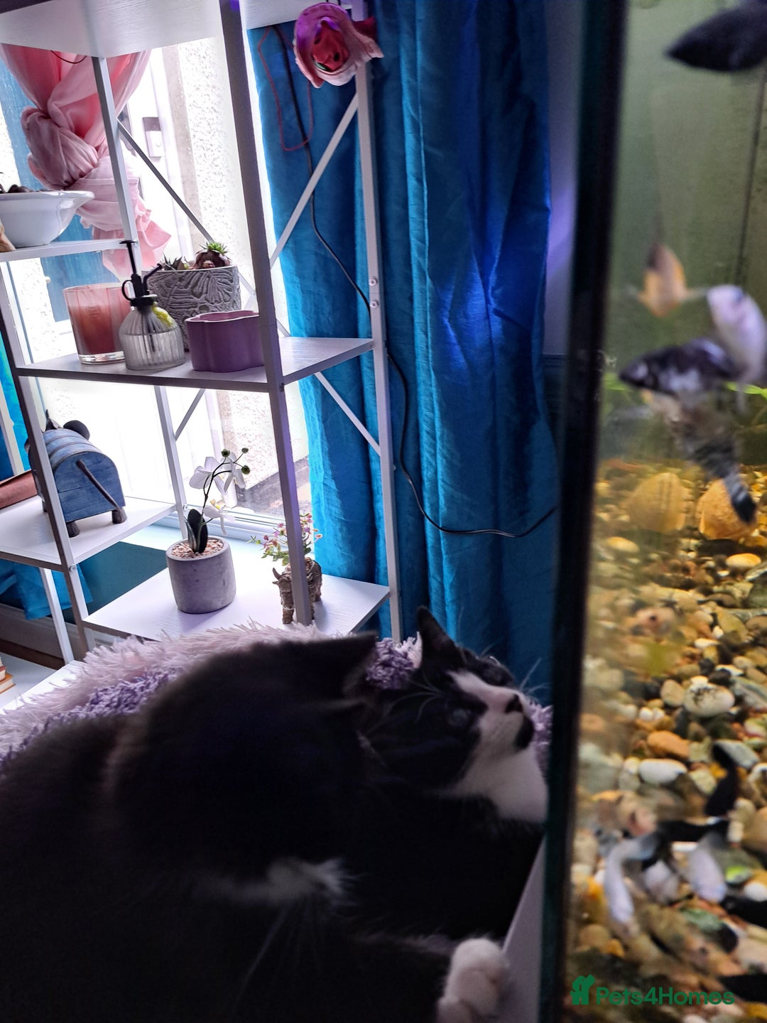 Mixed Breed cats for sale: 3 Beautiful kittens for sale  - Image 6